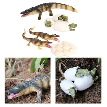 4Pcs Krokodil Rast Slika Insektov, Life Cycle Model Izobraževanja Kognitivne Igrača